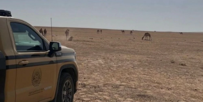 ضبط مخالفة رعي في محمية الملك عبد العزيز الملكية