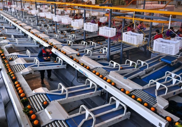 ورش فرز البرتقال الآلية: تقنيات حديثة لرفع جودة المحاصيل