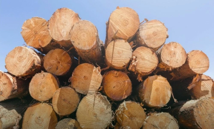 السعودية: 10 آلاف ريال غرامة قطع الأشجار و5 آلاف للفحم