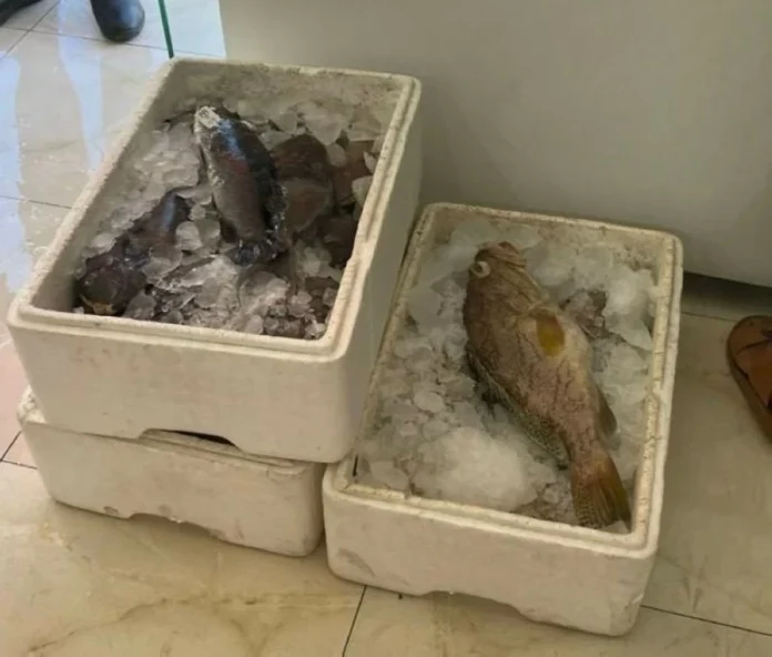 ضبط 952 كيلو أسماك فاسدة في بيشة: ضربة قوية للمخالفين