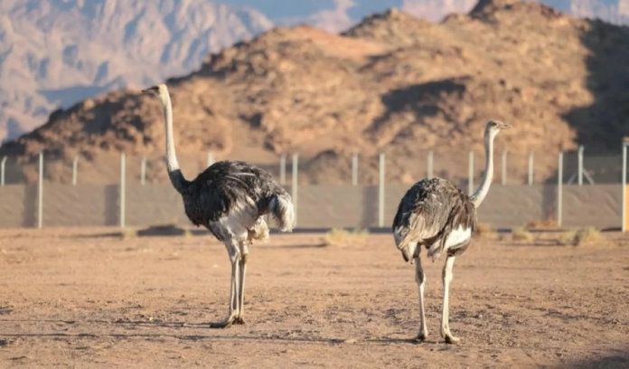 محمية الأمير محمد بن سلمان تعيد توطين طائر الجمل بعد قرن