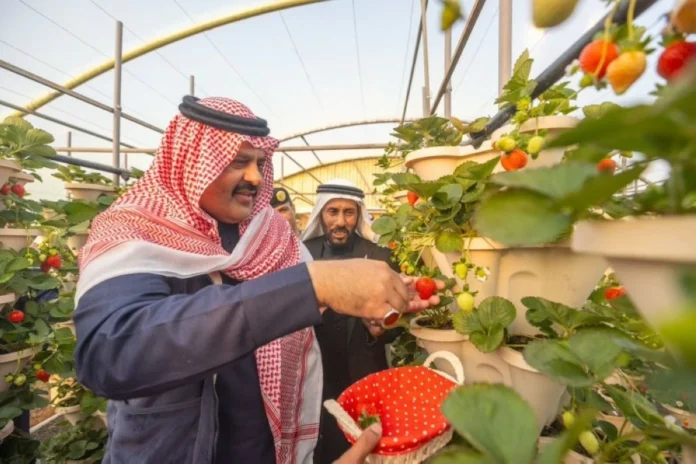 حائل: السعودية تقتحم سوق الفراولة البيضاء العالمية