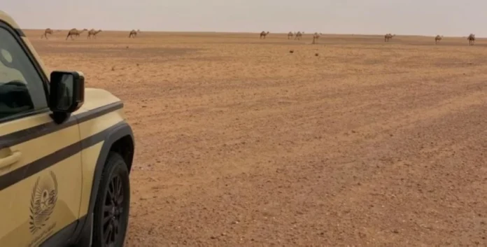 السعودية: ضبط مخالفين بيئيين في الرياض والمدينة