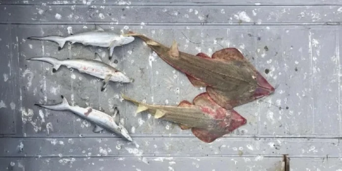 الحياة الفطرية تضبط مخالفين لصيد الأسماك المحظورة