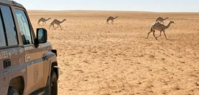 الأمن البيئي يضبط مخالفًا بمحمية الإمام عبدالعزيز | حماية البيئة السعودية