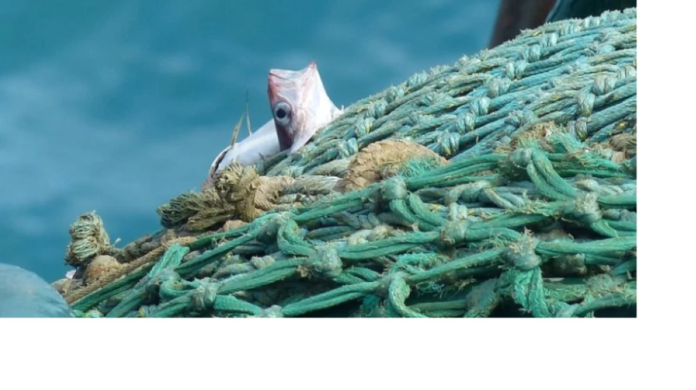 ضبط 5 مصريين بصيد غير مرخص في القنفذة: حماية الثروة البحرية