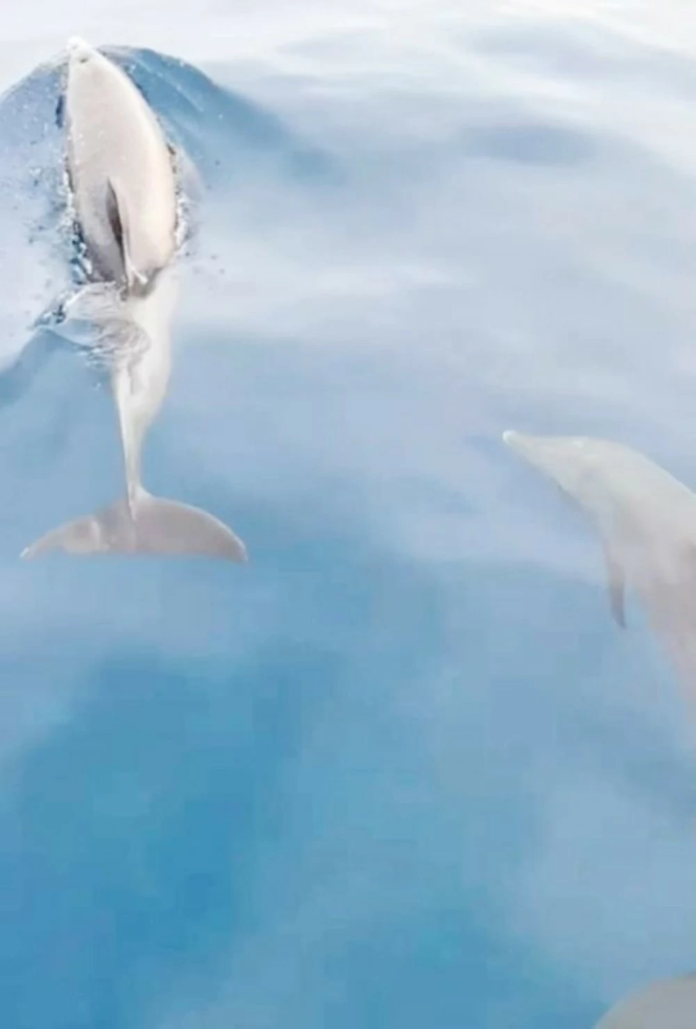 دلافين الوجه: رقصة السلام في البحر الأحمر | اكتشف جزيرة الدولفين