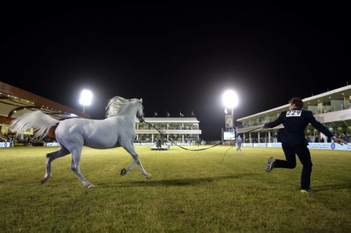مهرجان الأمير سلطان للخيل العربية 2026: جمال وأصالة