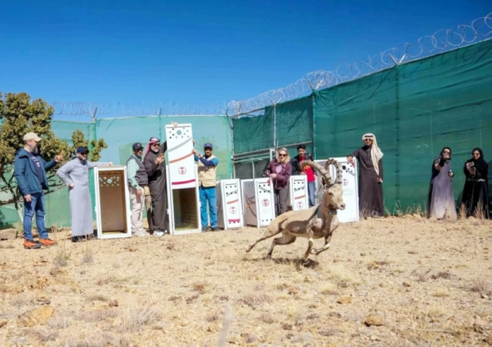السعودية تطلق وعول وظباء مهددة بالانقراض بمتنزّه السودة