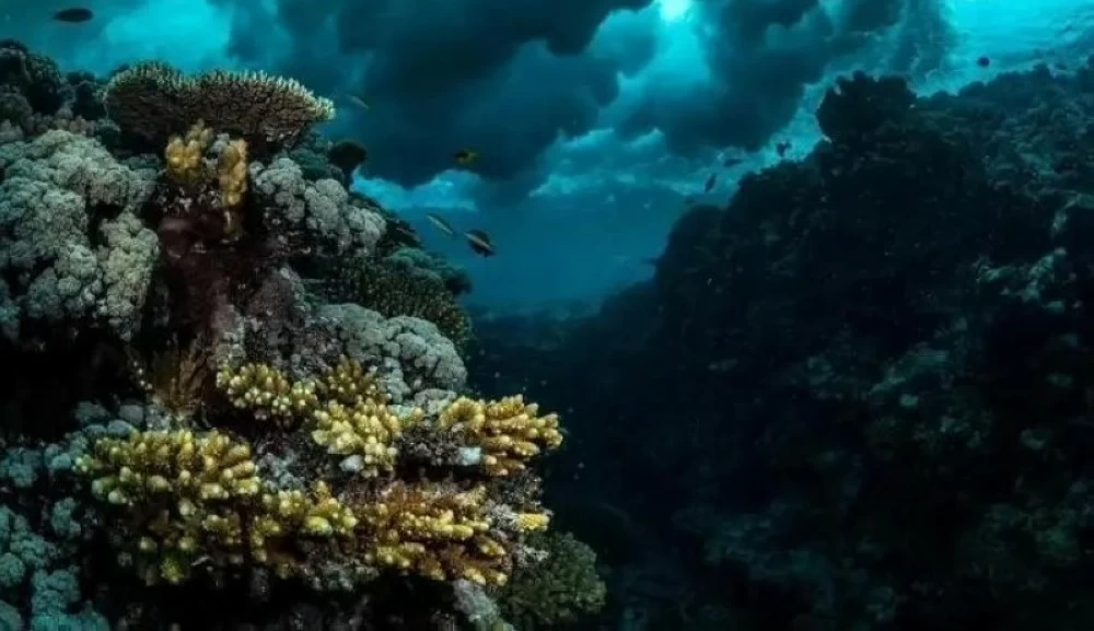 صورة للشعاب المرجانية