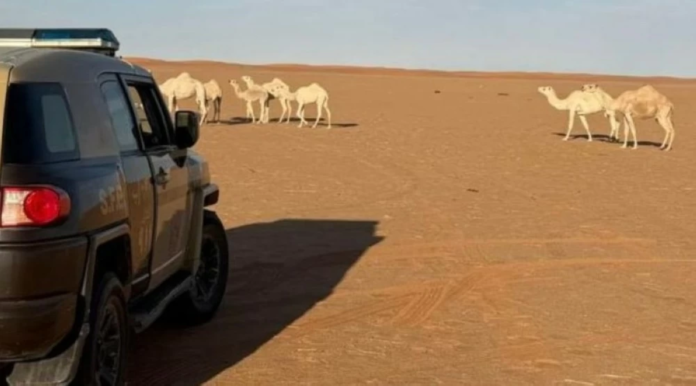 السعودية: ضبط مخالفة رعي بمحمية ملكية.. حماية البيئة أولوية