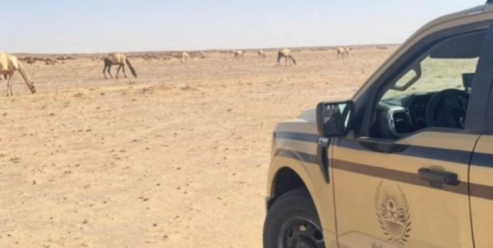 الأمن البيئي يضبط مخالفة رعي إبل بمحمية الإمام عبدالعزيز بن محمد