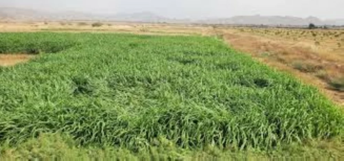 السعودية توقف زراعة الأعلاف المعمرة لتعزيز الأمن المائي
