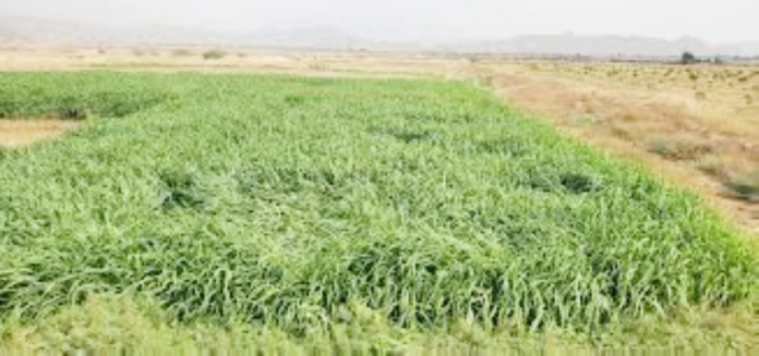 السعودية توقف زراعة الأعلاف المعمرة: الأمن المائي والاستدامة