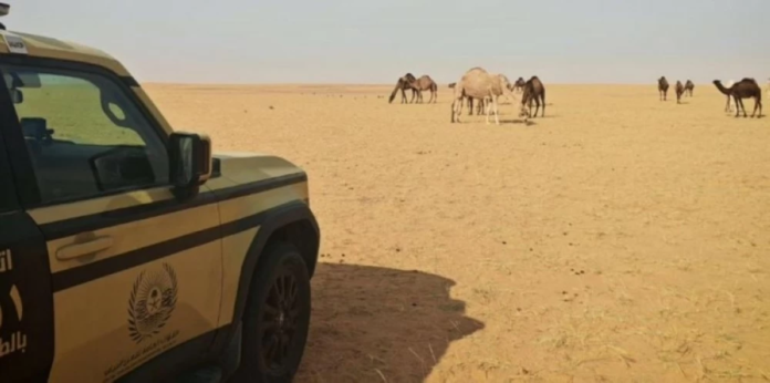 الأمن البيئي يضبط مخالفاً لرعي الإبل بمحمية الملك عبدالعزيز