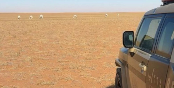 الأمن البيئي يضبط مخالفاً في محمية الإمام عبدالعزيز بن محمد الملكية