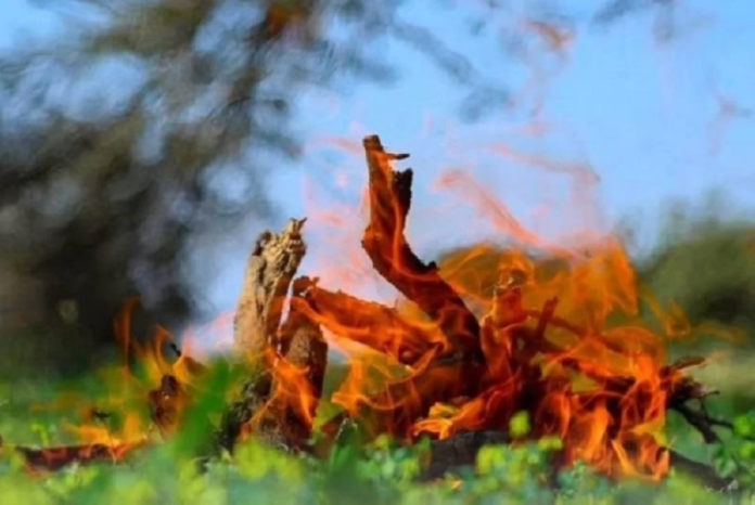 قوات الأمن البيئي تضبط مخالفين لحماية الغطاء النباتي