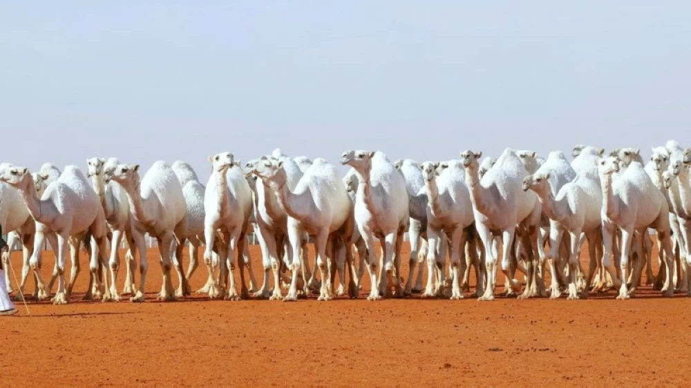 صورة توضيحية للمراعي الطبيعية في السعودية