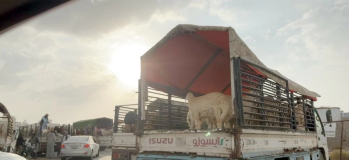 ارتفاع أسعار المواشي بالطائف: أسباب وتداعيات وغياب الرقابة