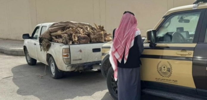 الأمن البيئي يضبط ناقل حطب بالرياض | حماية البيئة