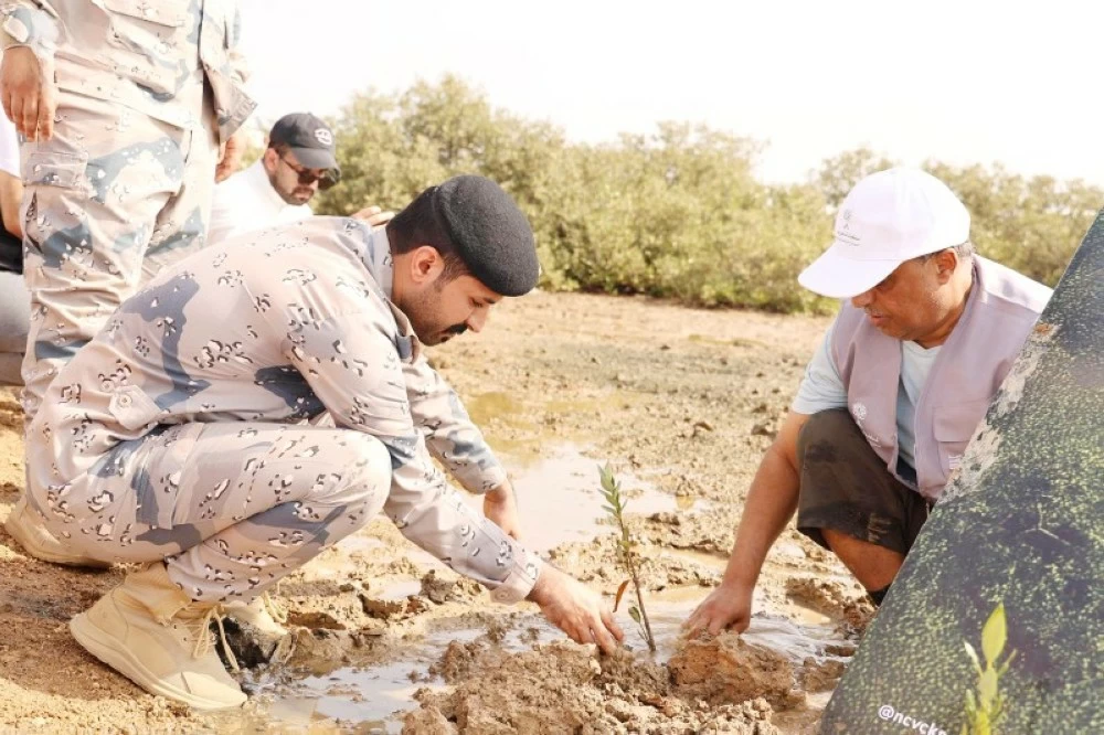 صورة لجهود زراعة المانغروف