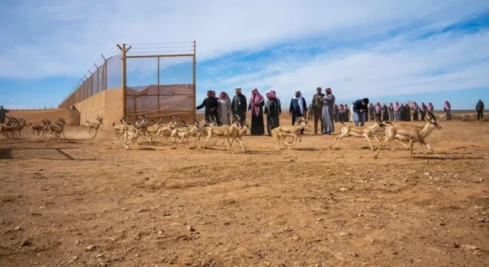 إطلاق 140 كائناً فطرياً بمحمية الملك سلمان لتعزيز التنوع البيئي
