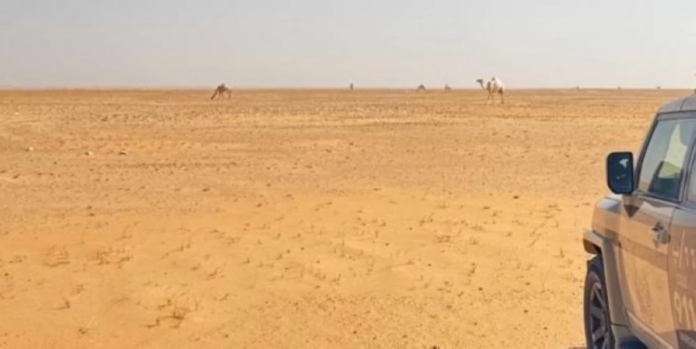 الأمن البيئي السعودي: حماية الحياة الفطرية وسرية المبلّغين