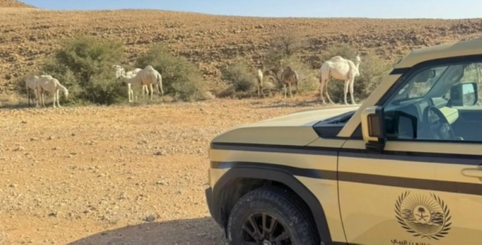 ضبط مخالفة رعي إبل في محمية الملك عبدالعزيز الملكية