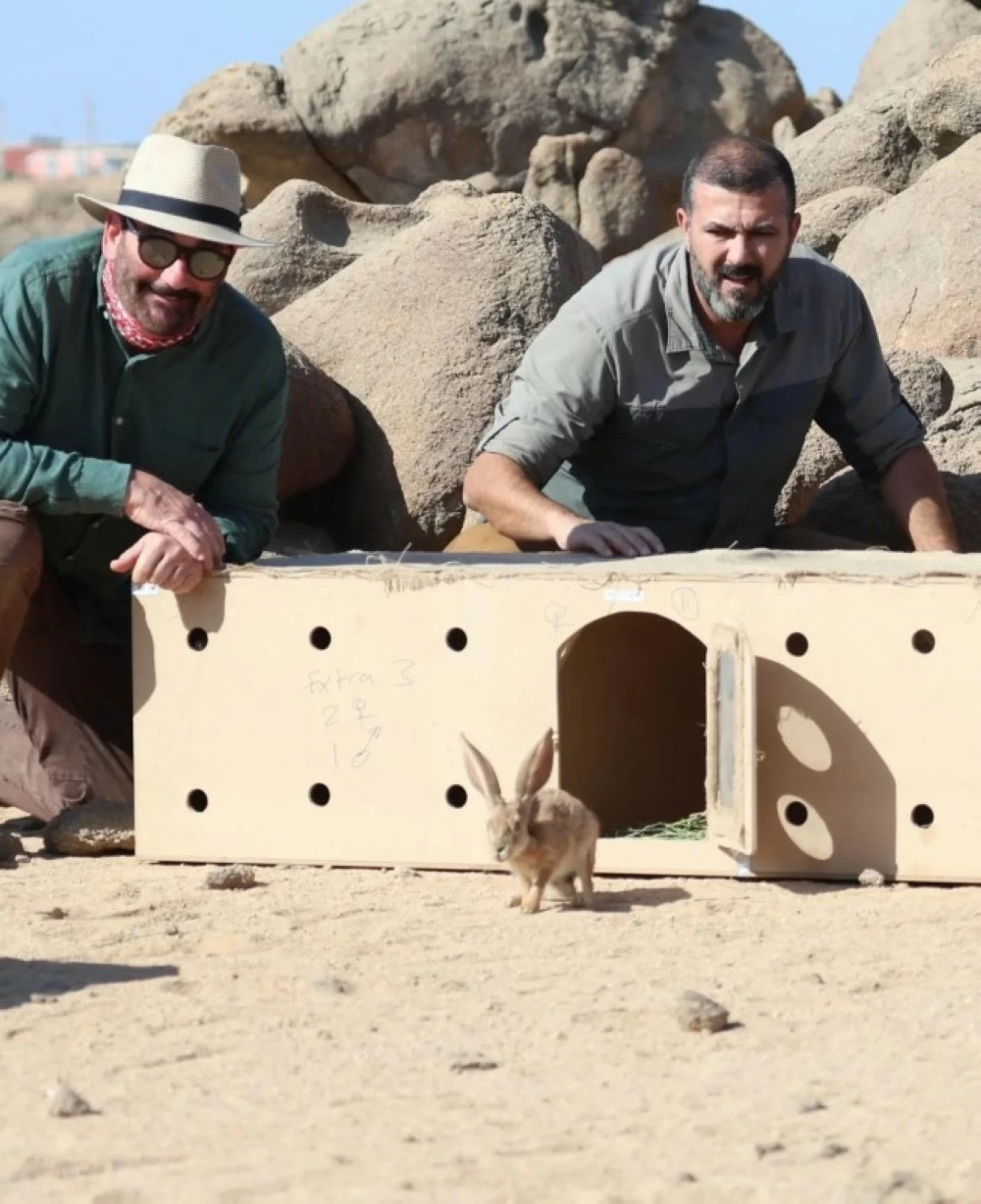 صورة الأرنب العربي في محمية الأمير محمد بن سلمان الملكية