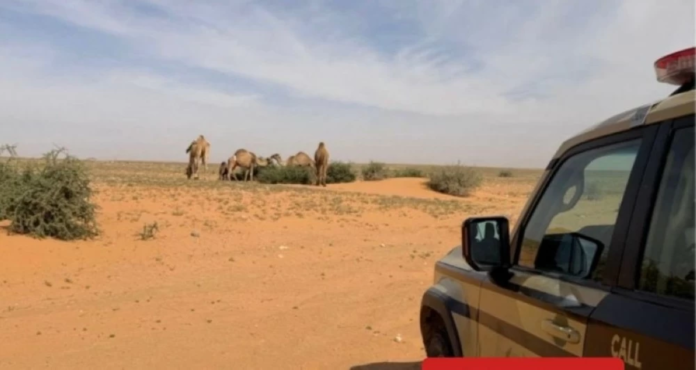 ضبط مخالفة رعي بمحمية الملك عبدالعزيز: حماية البيئة السعودية