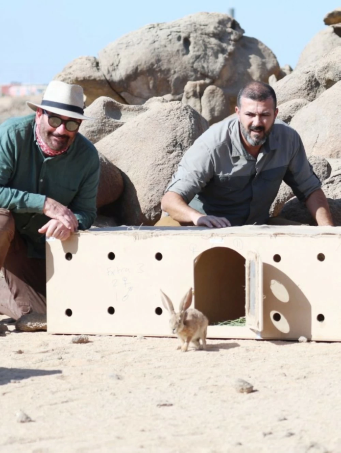 إعادة توطين الأرنب العربي بمحمية الأمير محمد بن سلمان | رؤية 2030