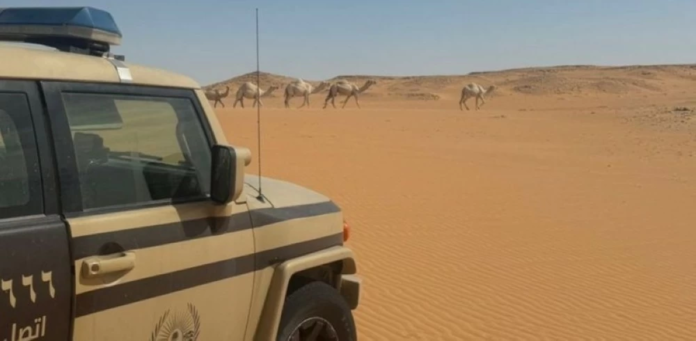 ضبط رعي مخالف بمحمية الإمام عبدالعزيز: حماية البيئة السعودية