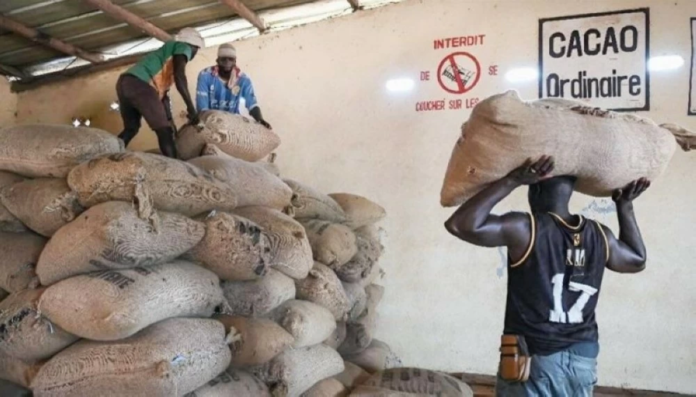 هبوط أسعار الكاكاو العالمية وتأثيره على السوق والمزارعين