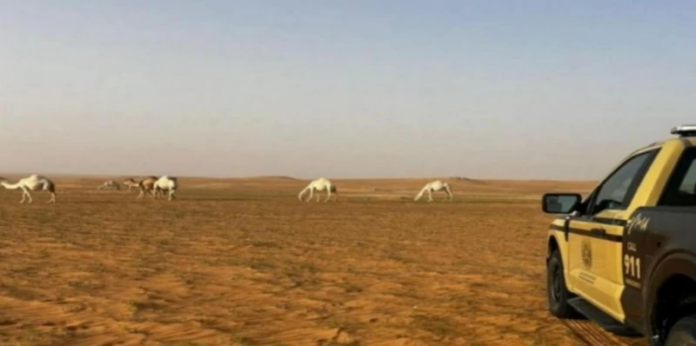 الأمن البيئي: غرامة رعي الإبل بمحمية الإمام عبدالعزيز الملكية