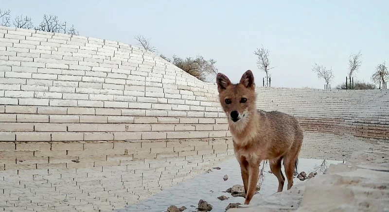 رصد ابن آوى الذهبي في السعودية