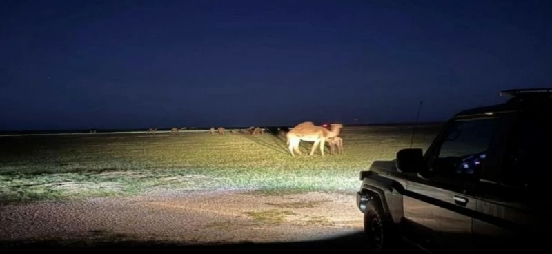 ضبط مخالفة رعي في السعودية