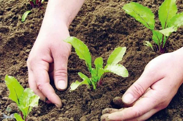 أزمة إمدادات الأسمدة العالمية وتأثيرها على الأمن الغذائي