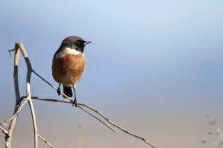 رصد طائر القليعي السيبيري في الحدود الشمالية السعودية