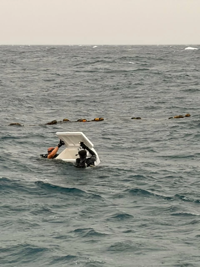 نجاح إنقاذ قرش رمادي في نادي يخوت جدة وإعادته للبحر
