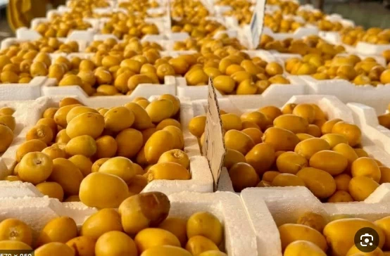 التمور السعودية: نمو 59.5% يعزز ريادة المملكة عالمياً