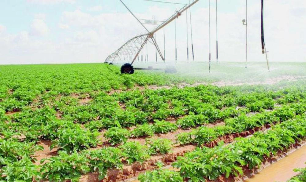 السعودية تضاعف إنتاجها الزراعي: رؤية 2030 وأمن غذائي مستدام