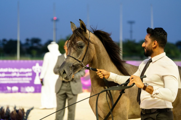 بطولة العالم لخيل الجزيرة 2026: 340 جواداً يتنافس في الرياض